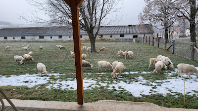 A Barangoló család fotója a Major Vendégház udvarán legelésző birkákról