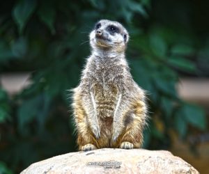 Pécs ZOO
